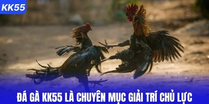 Đá gà KK55 là chuyên mục giải trí chủ lực
